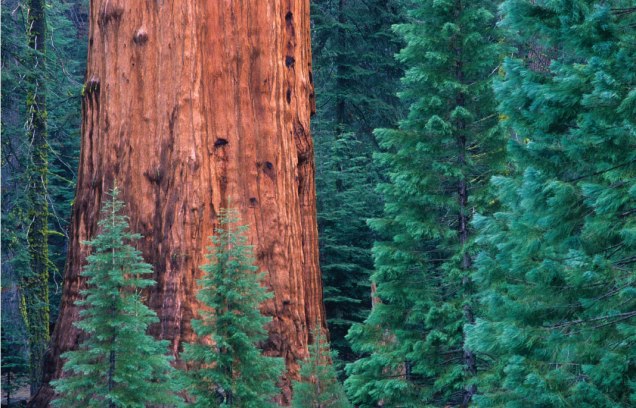 General Sherman. Fuente: http://www.americanforests.org/magazine/article/giant-sequoia/